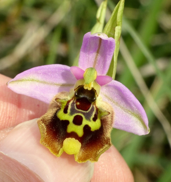 Orchidee di Creta: tra mitologia, montagne e natura, marzo 2015